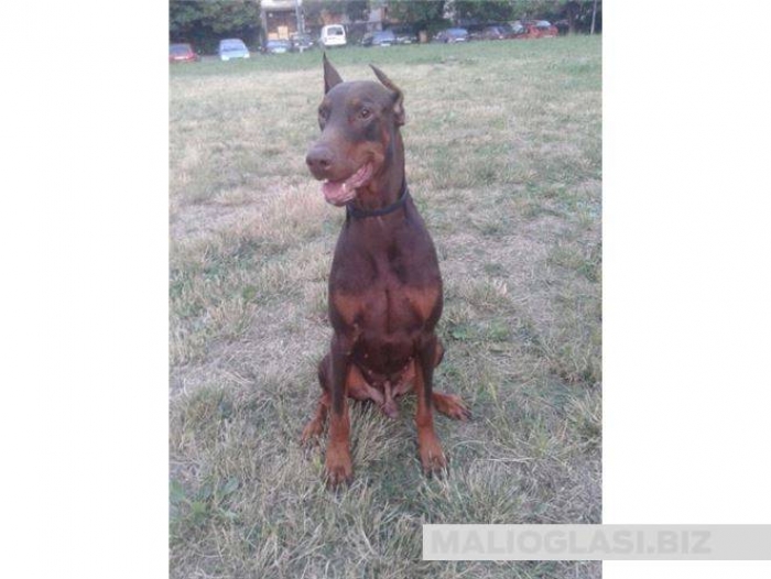 Mali oglasi za posao sarajevo mali oglasi za posao sarajevo