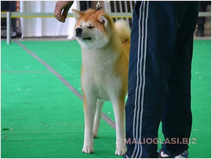 akita inu stenci odgajivacnica peki siberica besplatni mali oglasi