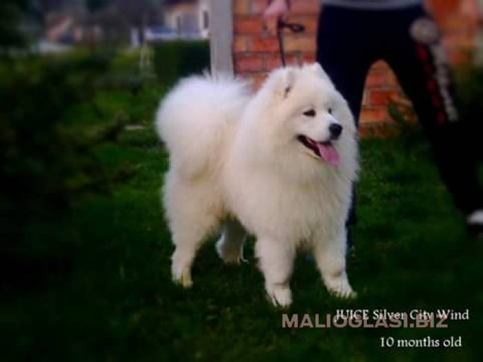 samojed stenci odgajivacnica peki siberica besplatni mali oglasi