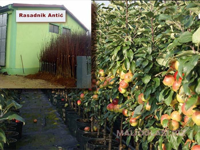 voćne sadnice super cena 30 posto popust besplatni mali oglasi