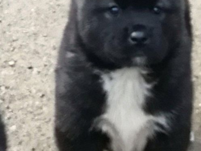 američka akita prvobirana ženkica besplatni mali oglasi