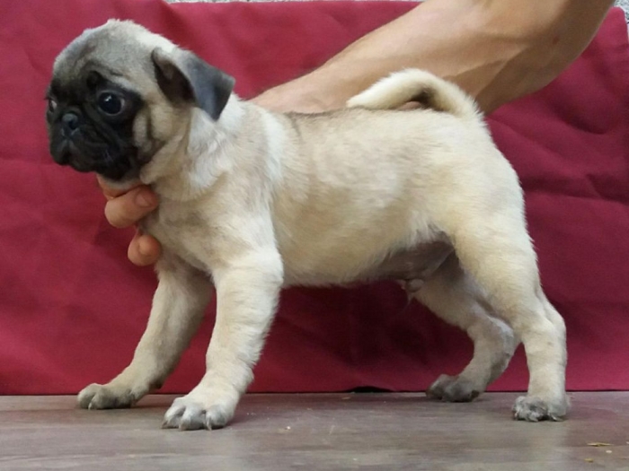 mops štenci besplatni mali oglasi
