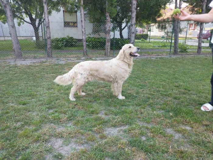 ženka retrivera besplatni mali oglasi