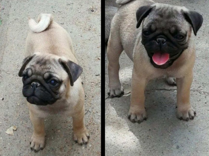 mops prvobirano štene besplatni mali oglasi