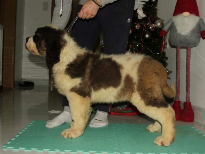 bernadinac štenci besplatni mali oglasi