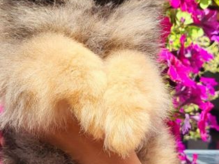 pomeranac boo besplatni mali oglasi
