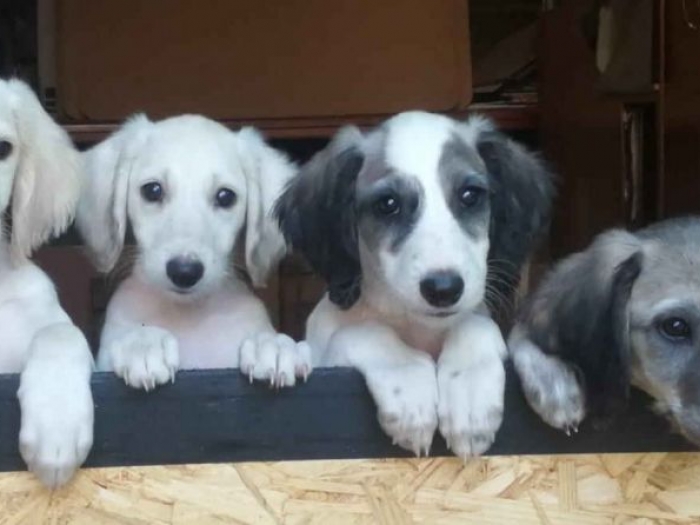 persijski hrt saluki besplatni mali oglasi