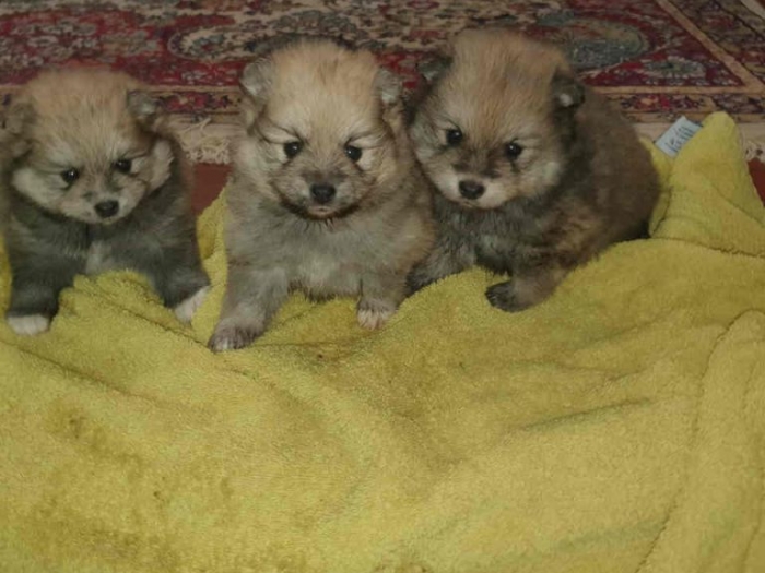 pomeranci štenci besplatni mali oglasi