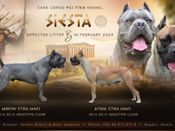 cane corso kane korso besplatni mali oglasi