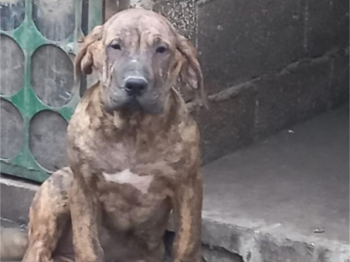 presa canario prelepi štenci besplatni mali oglasi