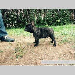 francuski buldog štenci uzrasta 3 meseca besplatni mali oglasi