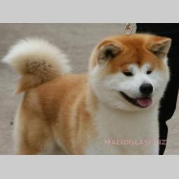 akita inu besplatni mali oglasi