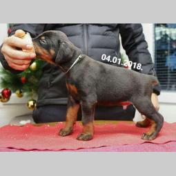 doberman štenci vrhunskog kvaliteta besplatni mali oglasi