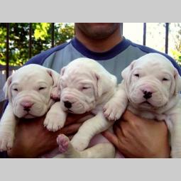 bul terijer i dogo argentino besplatni mali oglasi