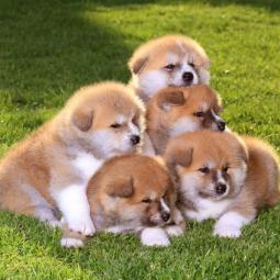 akita inu i šiba inu štenci besplatni mali oglasi