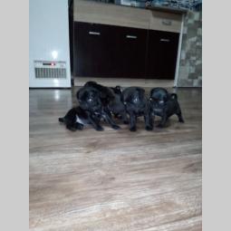na prodaju štenci mopsa u crnoj boji iz šampionskog legla besplatni mali oglasi