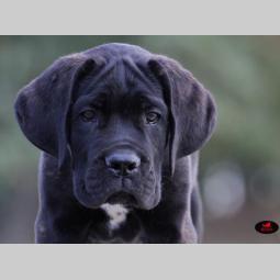 cane corso veoma kvalitetno leglo besplatni mali oglasi
