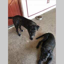 cane corso mladi kvalitetni psi besplatni mali oglasi