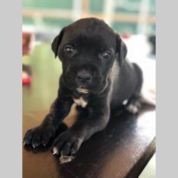 cane corso prelepi štenci besplatni mali oglasi