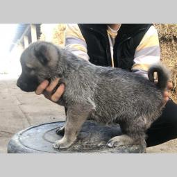 turski kangal ženska štenad besplatni mali oglasi