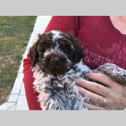 lagotto romagnolo štenci besplatni mali oglasi