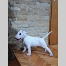 bull terrier muško štene šampionskog porekla besplatni mali oglasi