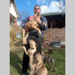 presa canario štenci besplatni mali oglasi