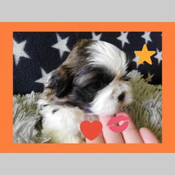 šicu (shihtzu) štenci izuzetnog kvaliteta besplatni mali oglasi