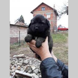 šarplaninci štenci od lipovačke šume  besplatni mali oglasi