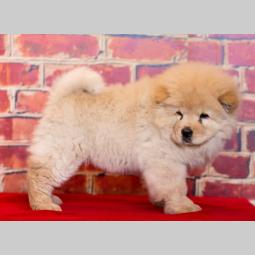 chow chow štenci krem bele boje besplatni mali oglasi