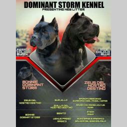 cane corso extra ponuda besplatni mali oglasi