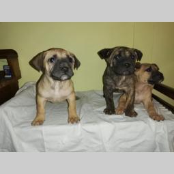 presa canario štenci izložbenog kvaliteta besplatni mali oglasi