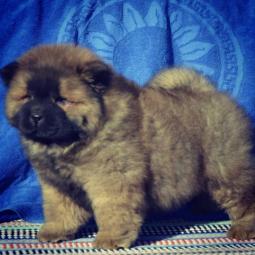 tri prelepa muška šteneta chow chow besplatni mali oglasi