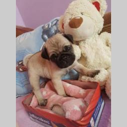mops ženska štenad besplatni mali oglasi