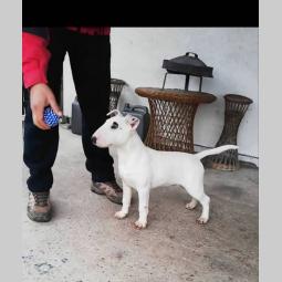 bull terrier, muško štene šampionskog porekla besplatni mali oglasi