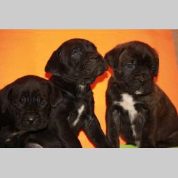 cane corso štenci šampionskog porekla besplatni mali oglasi