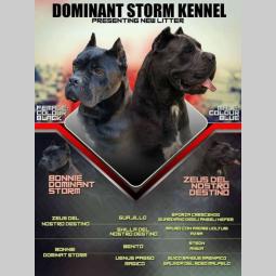 cane corso štenci na prodaju besplatni mali oglasi