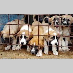 kangal štenci besplatni mali oglasi