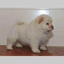 chow chow tri prelepe ženkice besplatni mali oglasi