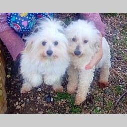 coton de tulear ženka od 4 godine besplatni mali oglasi