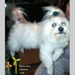 cotonh de tulear odrasli psi na prodaju besplatni mali oglasi