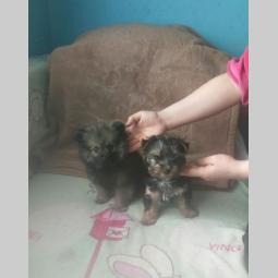 pomeranac i jokširski štenci besplatni mali oglasi
