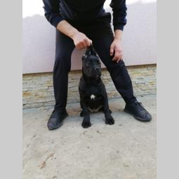 cane corso, extra štenci besplatni mali oglasi