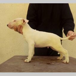 bul terijer štenci besplatni mali oglasi