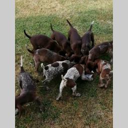 nemački kratkodlaki ptičar nkd štenci oba pola besplatni mali oglasi