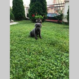 cane corso štenci besplatni mali oglasi