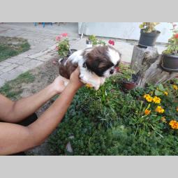 shih tzu , trikolor štenci besplatni mali oglasi