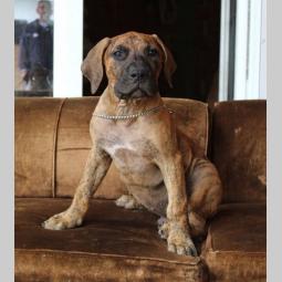štenci presa canario na prodaju besplatni mali oglasi