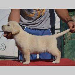 labrador retriver štenci vrhunskog kvaliteta besplatni mali oglasi