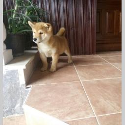 shiba inu besplatni mali oglasi